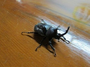 禪與松休閒養生會:禪與松有獨角仙