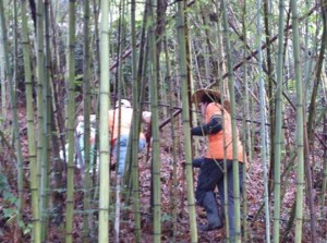 禅与松休闲养生会:园区的竹笋冒出来了