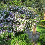 禅与松休闲养生会:五香茉莉花